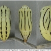 coen leander pupa3 volg1